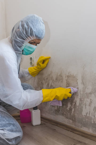 Best Residential Mold Inspection & Testing  in Cloquet, MN