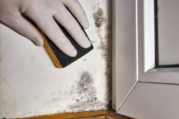 Best Emergency Mold Remediation  in Cloquet, MN