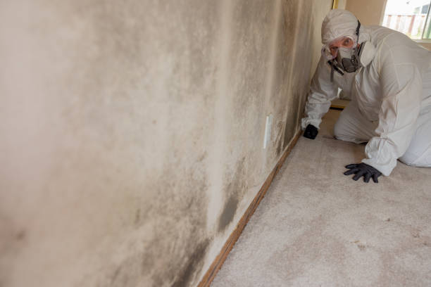 Best HVAC Mold Inspection and Cleaning  in Cloquet, MN